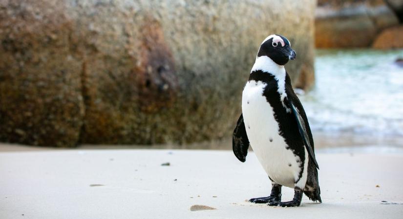 Megmenthetők az afrikai pingvinek a kihalástól? Ez lehet a megoldás