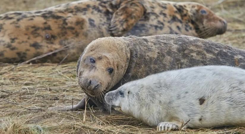 Miért nem annyira színpompásak az emlősök, szemben a madarakkal, halakkal és hüllőkkel?