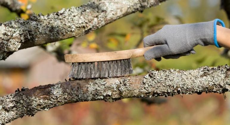 Zuzmó a gyümölcsfán: káros vagy hasznos?