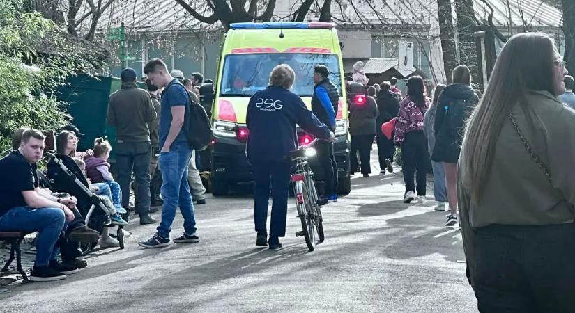 Hajmeresztő gyerekcsínyek: az egyiket WC-ülőkével a nyakában vitték kórházba, a másik a Fővárosi állatkertben szorult be