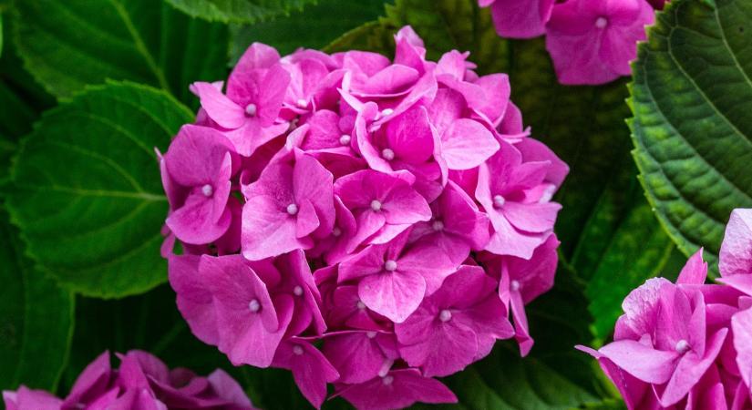 Ez az oka, ha a hortenzia egészségesnek tűnik, mégsem virágzik