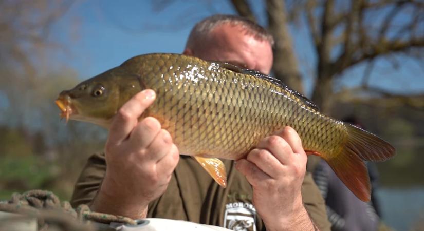 Pontyokkal bővült a Csónakázó-tó állománya