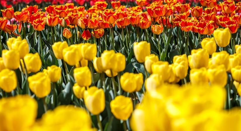 Több száz tulipánhajtást loptak el a győri Árkád közeléből