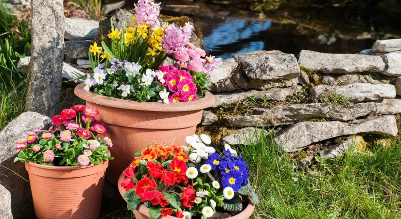5 virág, amit márciusban kell elültetni, hogy gyönyörű legyen a kert
