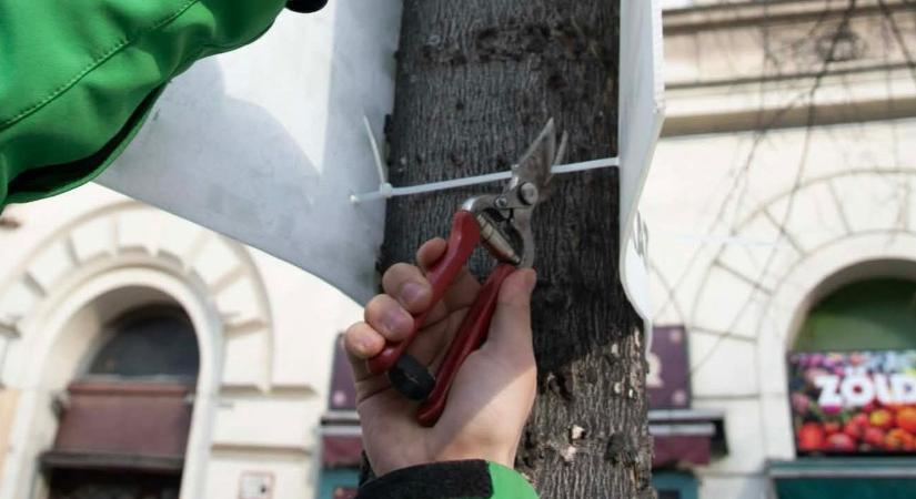 A fővárosban eltávolítják a fákra aggatott választási plakátokat