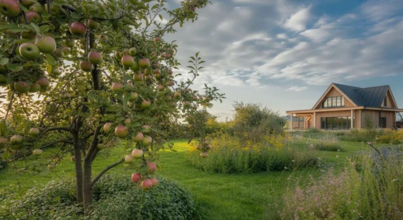 Árnyékos a kerted? Ezek a gyümölcsfák még ott is teremnek