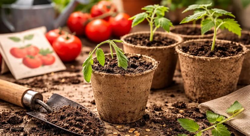 Paradicsom vetése: 4 végzetes hiba, ami tönkreteheti a termést