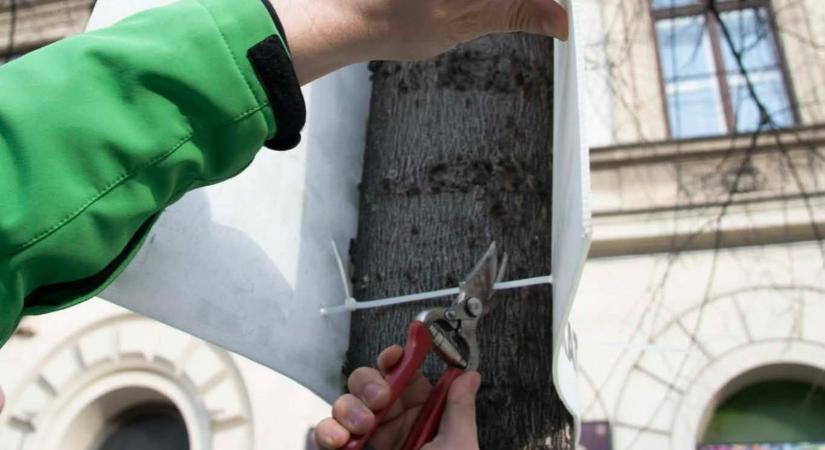 Karácsonyék levágják a fákról az illegális választási plakátokat