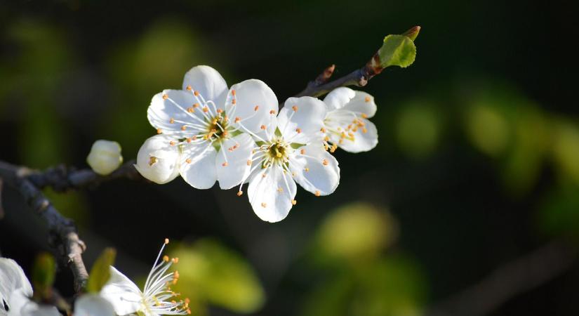 Tavaszias idő várható a nemzeti ünnepen