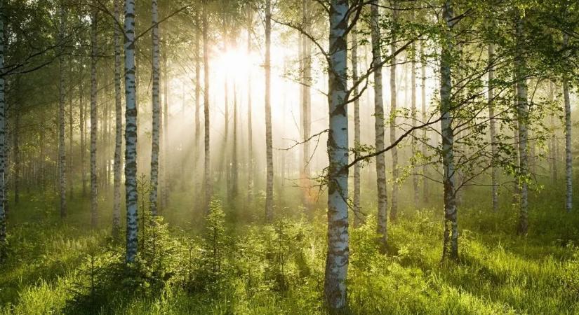 Titkos fegyver lehet a fák kérge