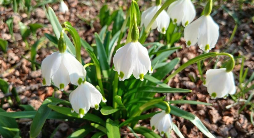 Kiderül vagy beborul? Milyen idő vár ránk március idusán?