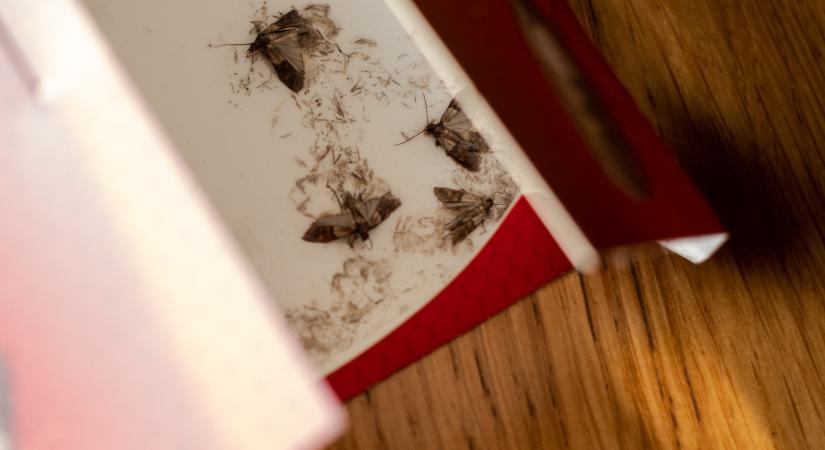 Így szabadulj meg örökre az élelmiszermolyoktól