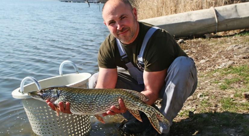 Hatalmas fogások előtt a horgászok: extra méretű csukák érkeztek a holtágba