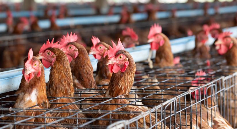 Tarol a járvány: sorra dőlnek be a nagy német baromfitelepek