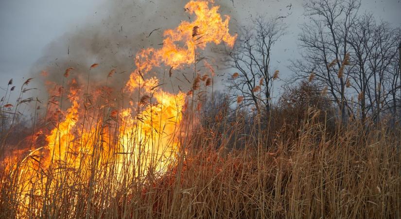 Őz tört elő a lángoló nádasból, szívszorító videó készült Füred határában – videóval