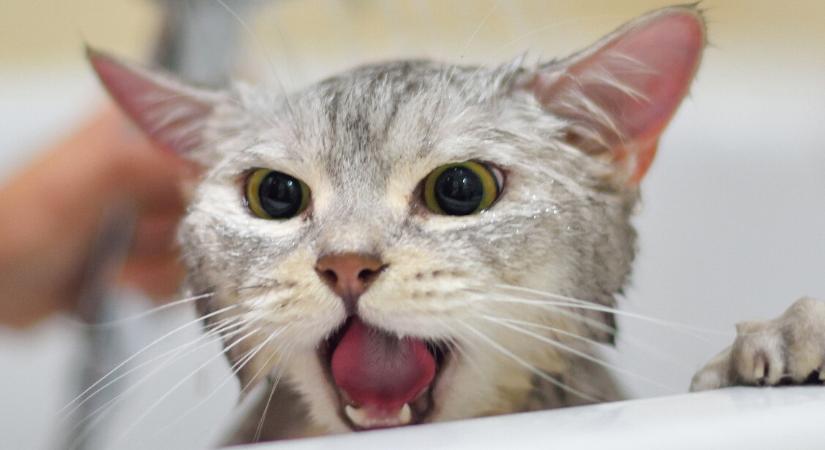 Tényleg nem ihatnak tejet a macskák? – Íme, miben téved a legtöbb gazdi