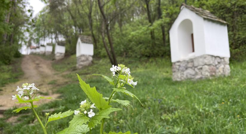 A legkedvesebb tavaszi vadsalátáim