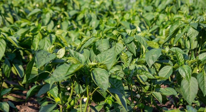 Dallas, húsmarhák és jalapeno: Így néz ki egy modern magyar gazdaság Rém határában