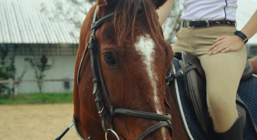 4 millióért vette a Balatonnál a lovat, remélve, hogy versenycsillag lesz – a valóság sokkolta
