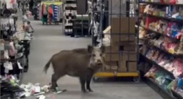 Bevásárlóközpontban sétálgatott a berlini vaddisznó, raklapokkal mutatták meg neki a rendőrök, merre hány méter a Lebensraum