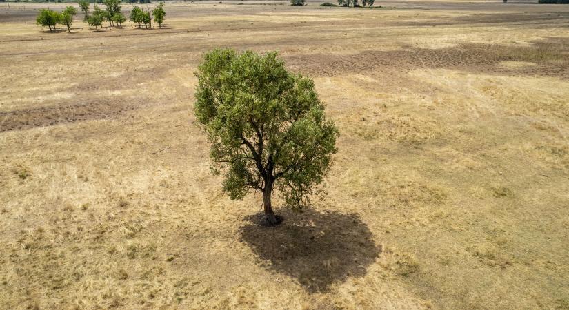 Vízért kiált a talaj