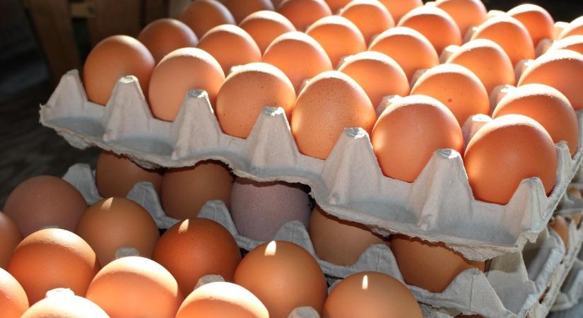 Rekordmennyiségű ukrán tojás érkezik Európába