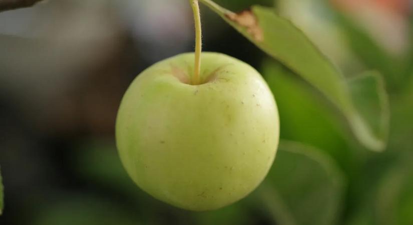 Így érdemes enni ezt a népszerű gyümölcsöt, ha a legegészségesebb formáját keresi