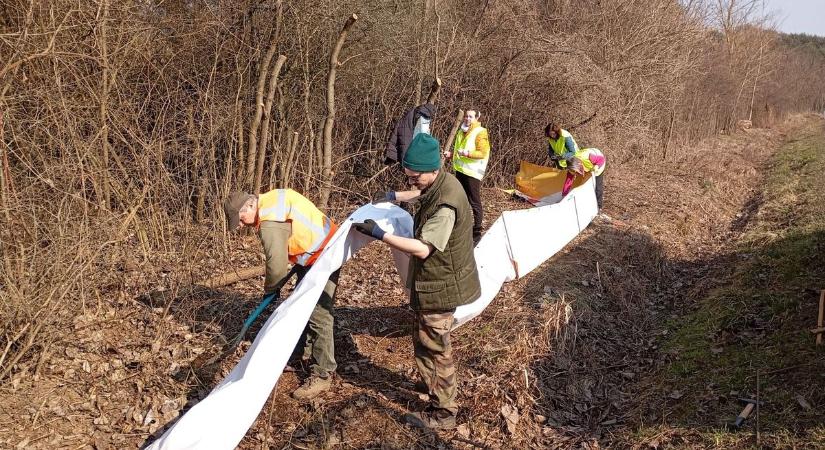 Túl sok a gázolás, molinóval védik az átkelők életét