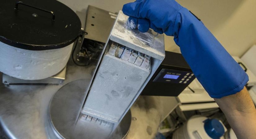 Lefagyasztották egy egér agyát, aztán jött az igazi meglepetés