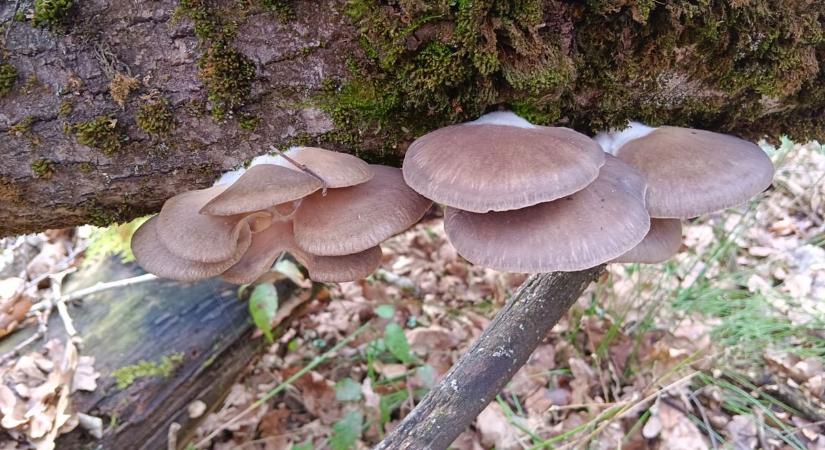 Kiderült, miért indulnak meg már tavasszal a gombászok az Őrségbe