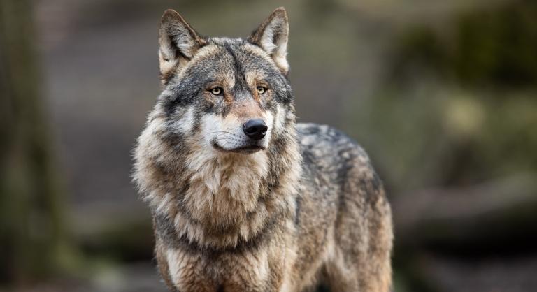 Elszabadultak az indulatok Németországban, indul a farkasvadászat