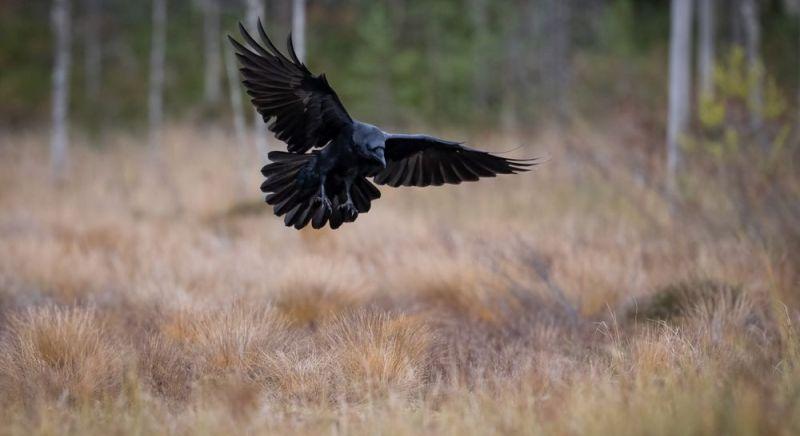 Nem csak a mesében: ezért üldözi a farkast a holló