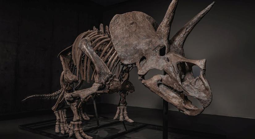 Akár hozzád is beköltözhet Trey, a Triceratops
