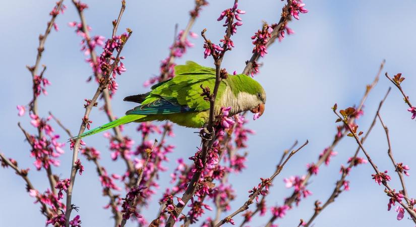 3 napos előrejelzés: Mire megnyugodnánk, hogy itt a tavasz, újra van miért aggódni