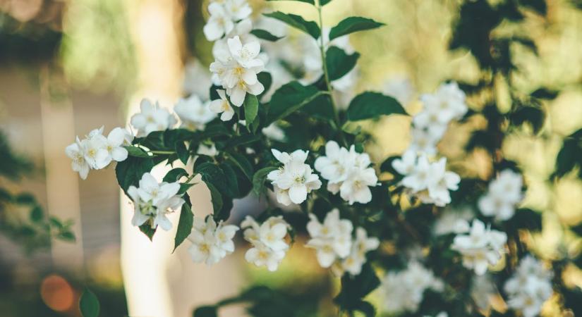 Illatosabb, mint a jázmin, mégis kevesen ismerik ezt a fantasztikus virágos bokrot! Hogyan gondozd a jezsáment, hogy gazdagon hajtson?