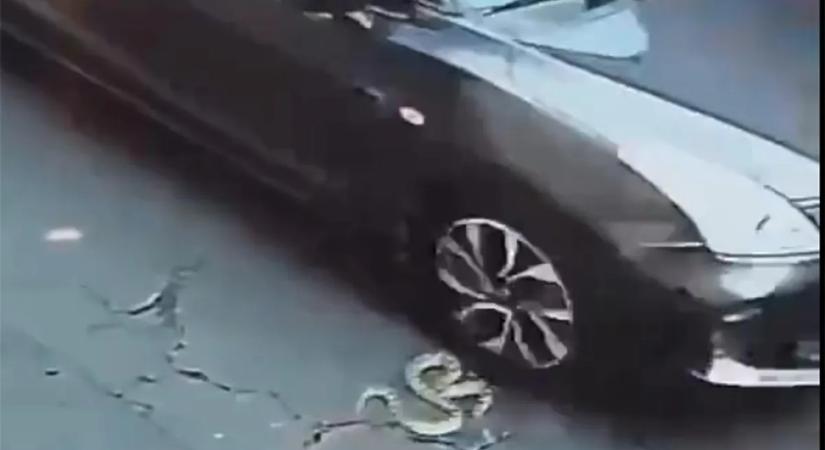 Sokkoló dolog zuhant az útra, de az se volt piskóta, ami ezután jött – videó