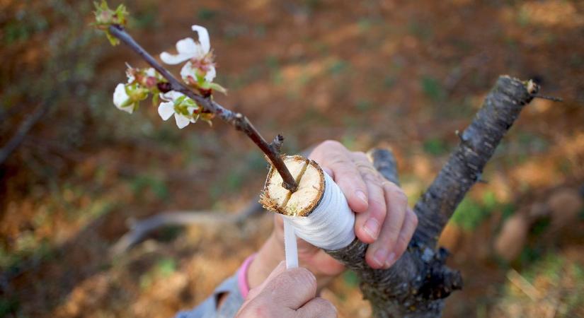 Van egy régi gyümölcsfája? Most megtanulhatja, hogyan mentheti meg