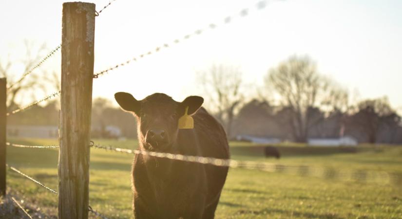Egy vagyont bukhatnak a magyar állattartók: ezen sok minden múlhat
