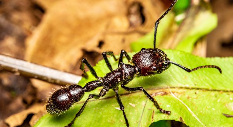Lövéshez hasonló fájdalmat visel el az, akit ez a hangya megcsíp