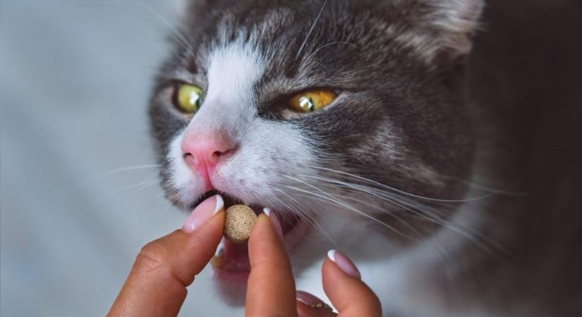 Állatorvos mutatja, miként add be a gyógyszert a macskádnak (videó)