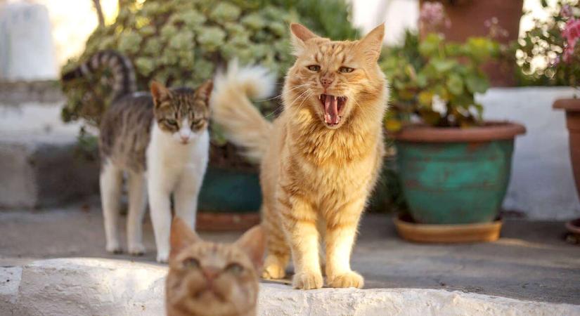 Laknál ingyen egy napfényes görög szigeten, hogy kóbor cicákon segíts?