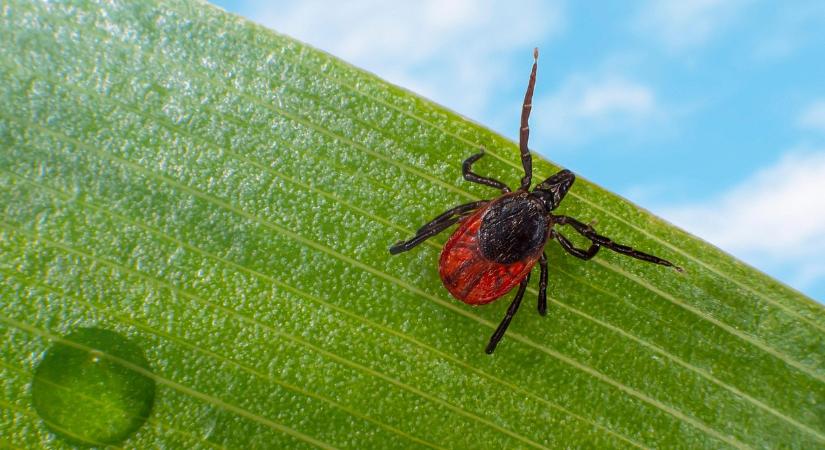 Kullancsriadó: elkezdődött a szezon, mutatjuk, hogyan védekezzen