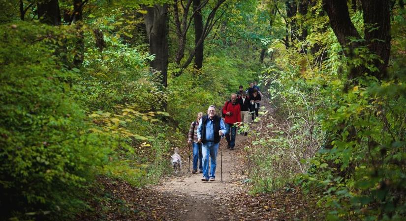 Tavaszi virágvadászat a Bükkben és a Mátrában: ezekre a helyekre érdemes kirándulni a következő hetekben