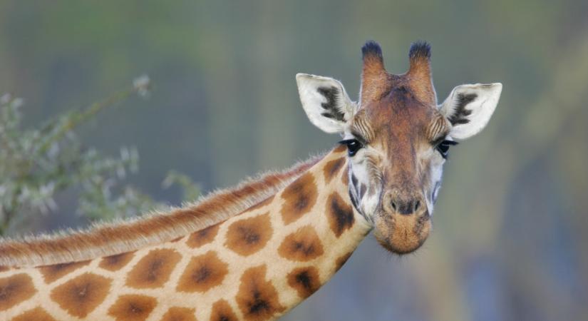 Melyik állat nyelve hosszabb a testénél? – Teszteld a tudásod!