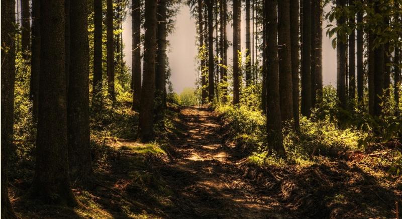 Új fejlesztési támogatás nyílik a magán és az állami erdőgazdálkodók számára