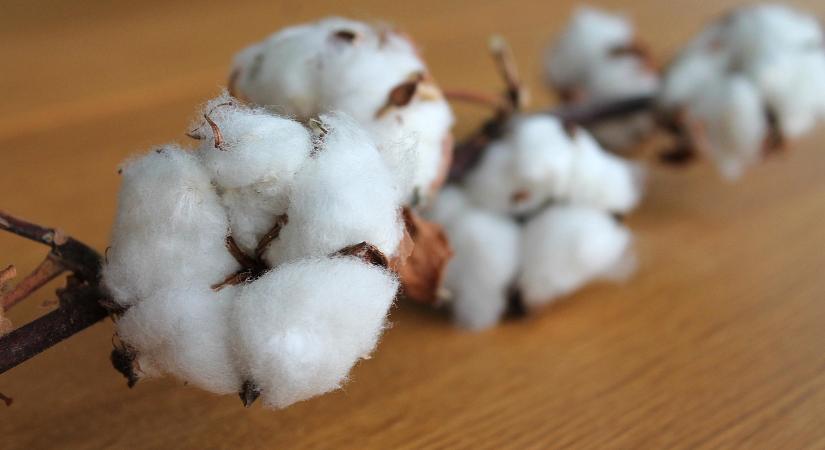 232 éve szabadalmaztatta Eli Whitney a gyapotmagtalanító gépet