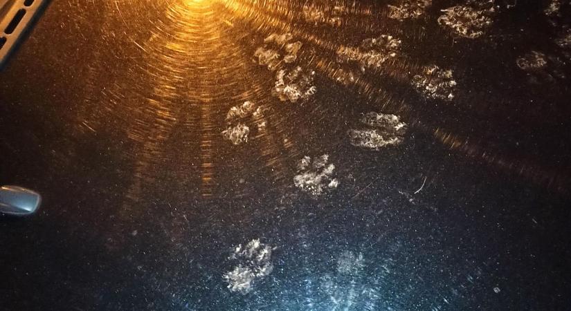 Nyest vagy más állat mászkált az autón? Fotókon mutatjuk, miből lehet felismerni