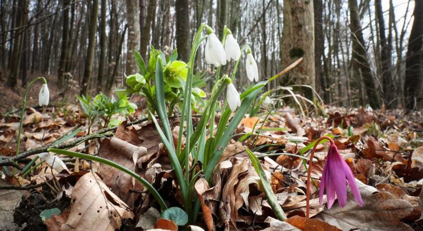 Mutatjuk, milyen időre lehet számítani a hétvége első napján Vas vármegyében