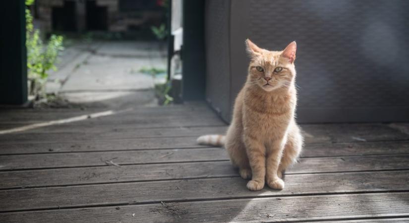 Ezért képesek a macskák mindig talpra esni