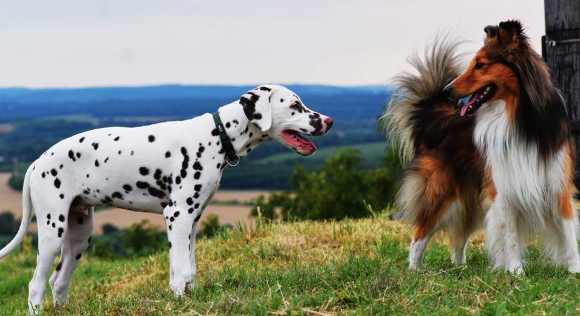 Kirándulás kutyával Zalában: 5 hely, ahonnan nemcsak a kutyád, hanem te sem akarsz majd hazamenni!